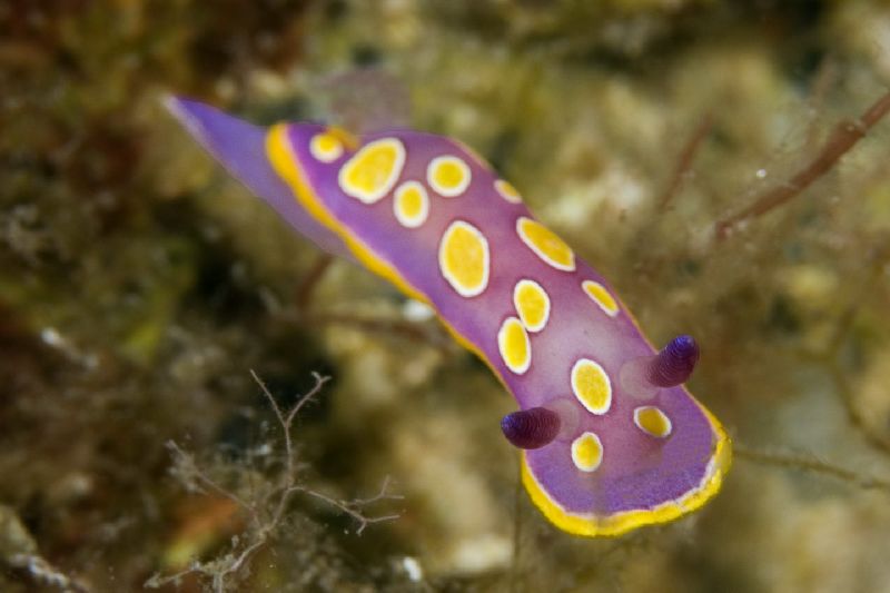 Chromodoris luteorosea